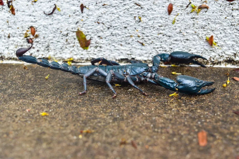 Recebi Notificação por Infestação de Escorpiões no Meu Terreno — O Que Fazer?