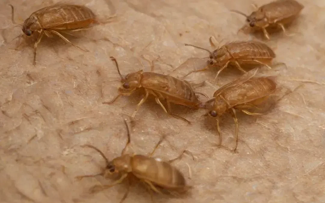 Coceira após passeio? Pode ser carrapato – Prevenção e cuidados