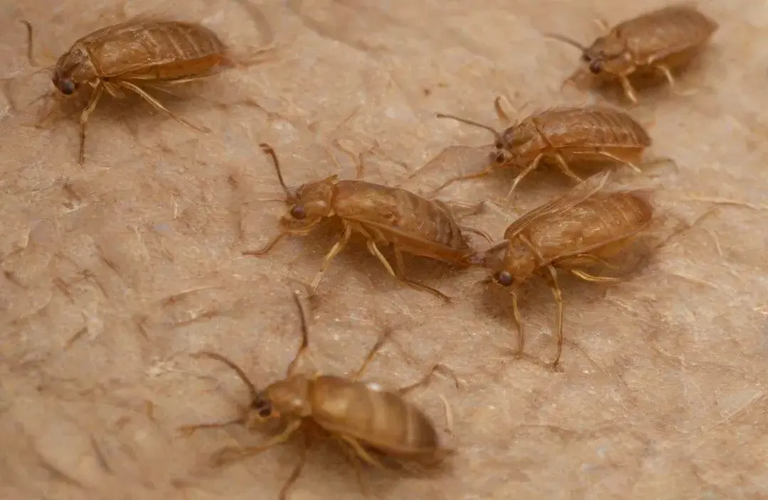 Coceira após passeio? Pode ser carrapato – Prevenção e cuidados