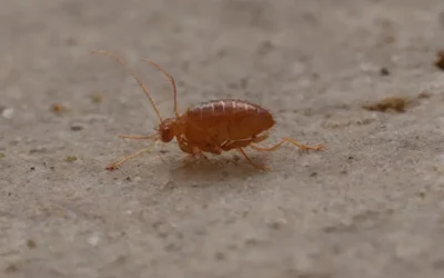 Coceira no Corpo Pode Ser Sinal de Carrapato ou Pulga — Veja Como se Prevenir