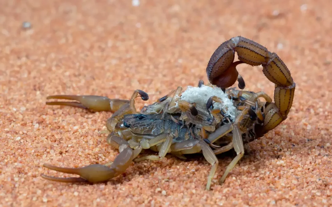 Surgimento de Escorpiões em São Paulo: Entenda o Perigo e Como se Proteger