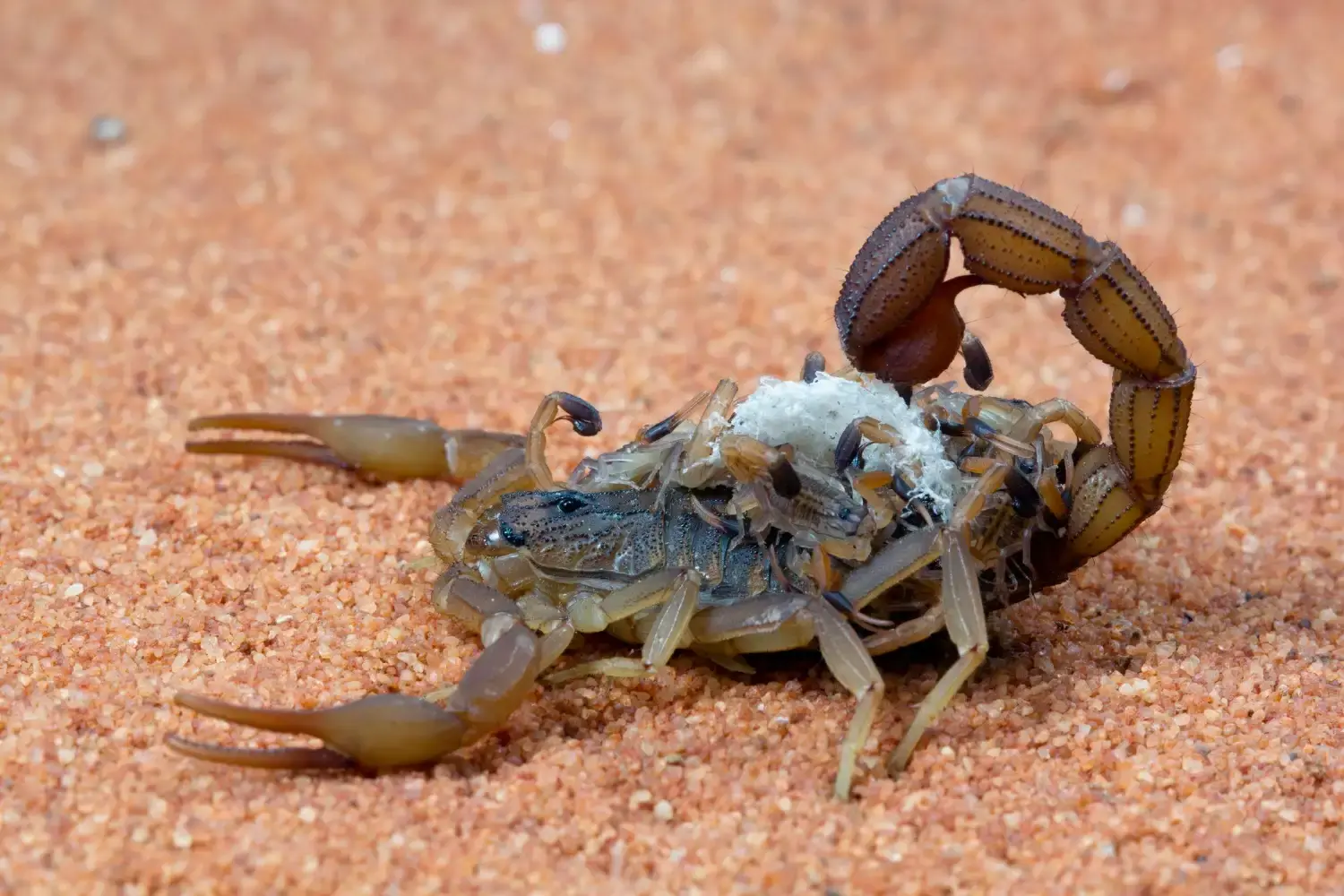 Surgimento de Escorpiões em São Paulo: Entenda o Perigo e Como se Proteger