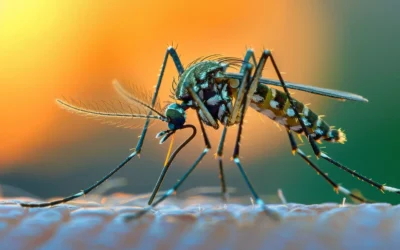 Você Sabe Quanto Tempo Vive um Mosquito? Descubra e Saiba Como se Proteger