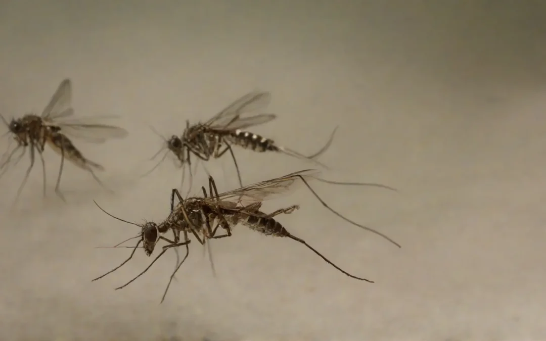 Conheça os métodos de dedetização de mosquitos