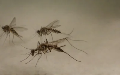Conheça os métodos de dedetização de mosquitos