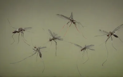 6 dúvidas respondidas sobre a dedetização de mosquitos
