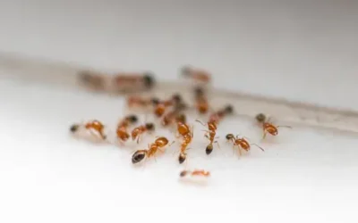 Dedetização de formigas em hospitais para evitar infecção hospitalar