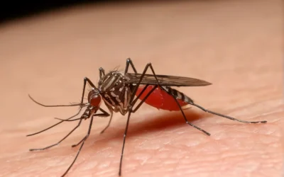 Conheça as espécies de mosquitos mais temidas