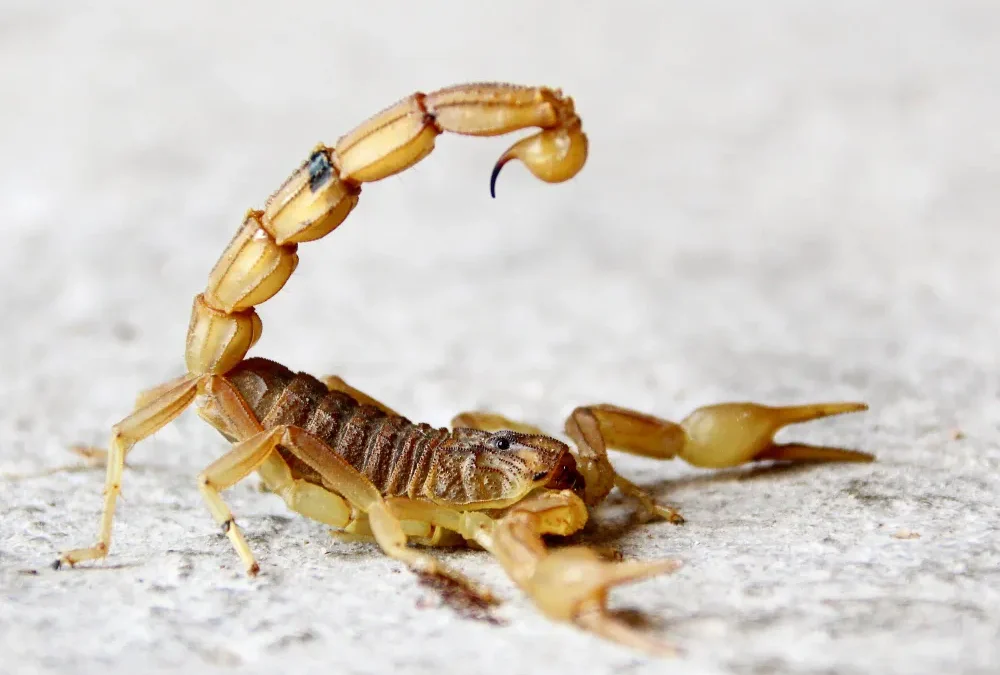 Dedetização de escorpião: Livre-se dessa Praga