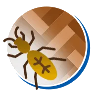 Brocas de Madeira // Ciclo de Vida, Espécies, Biologia, Fotos
