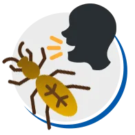 Brocas de Madeira // Ciclo de Vida, Espécies, Biologia, Fotos