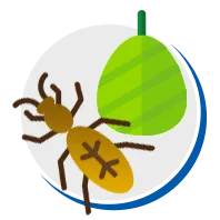 Brocas de Madeira // Ciclo de Vida, Espécies, Biologia, Fotos