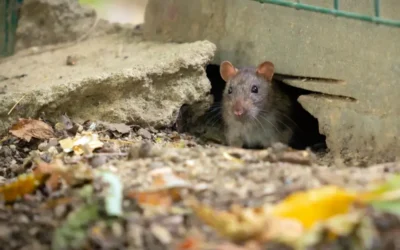 Dedetização de Ratos: principais espécies de roedores