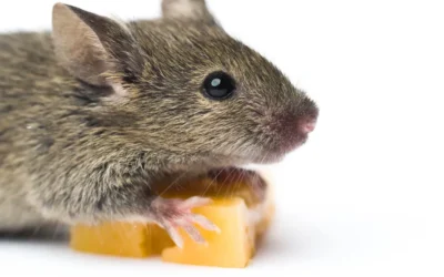 Ratos estão na sua área? Saiba o motivo!