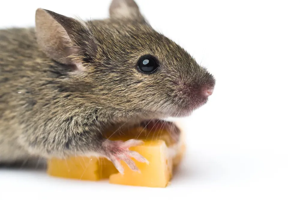 Ratos estão na sua área? Saiba o motivo!