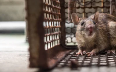 Qual a importância da dedetização de ratos