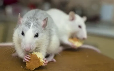 Qual é o preço da Dedetização de Ratos?