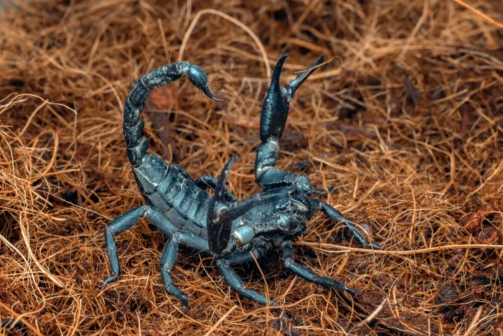 Escorpião marrom: Como se prevenir?