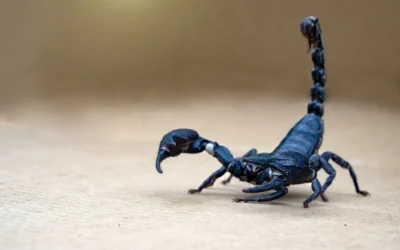 Picada do escorpião marrom: Saiba o que fazer