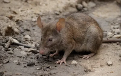 Dedetização de Ratos em SP? Chame a Termitek!