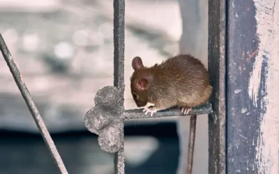 Problemas causados pela falta de Dedetização de Ratos