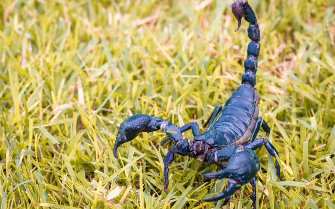 Acidentes com escorpião marrom se tornam cada vez mais comuns em SP