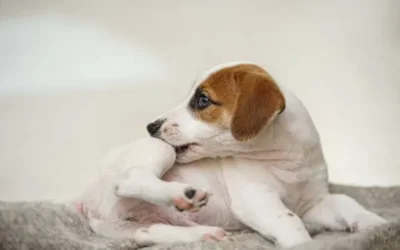 Dedetização de pulgas em SP? Chame a Termitek!