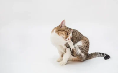 Dedetização de pulgas reduz a chance de seu pet contrair essas doenças