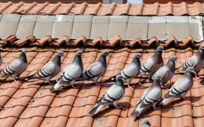 Problemas com Pombos? Confira os métodos mais eficientes para lidar com essas pragas urbanas em SP