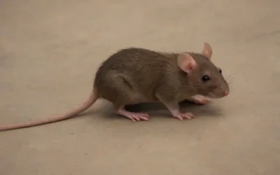 Guia essencial para você saber tudo sobre Desratização