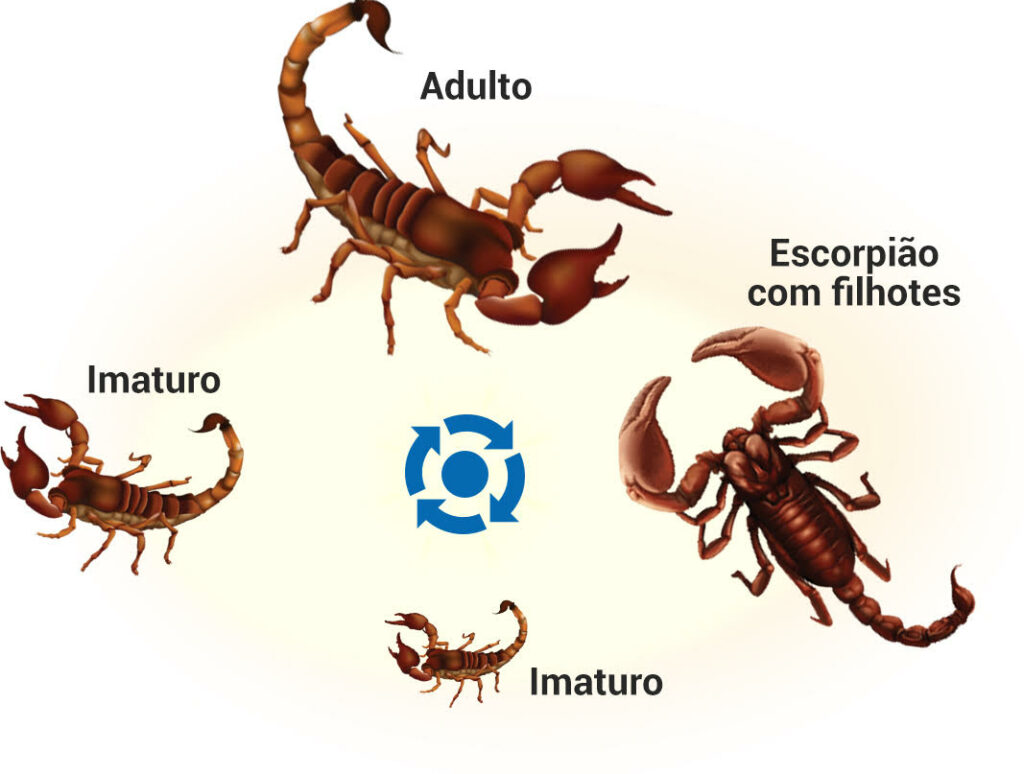 Ciclo de vida dos escorpiões