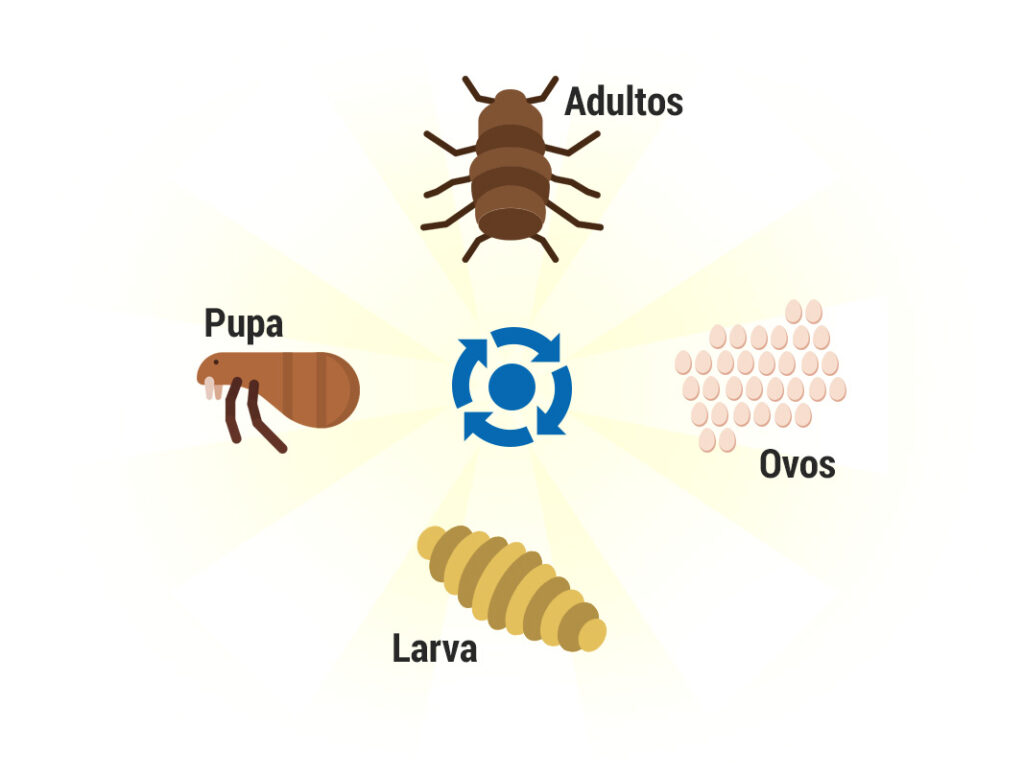 O ciclo de vida das pulgas