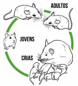 Ciclo de vida dos ratos