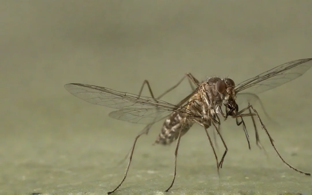 Dedetizadora em Francisco Morato: Soluções Profissionais para o Controle de Pragas Urbanas