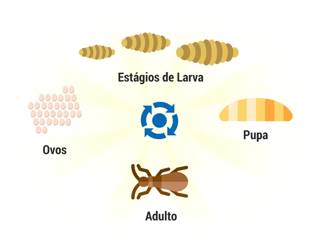 Brocas de Madeira // Ciclo de Vida, Espécies, Biologia, Fotos