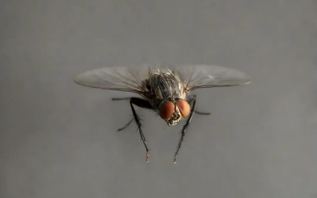 Dedetizadora em SP: Veja o que Fazer Contra a Infestação de Mosca
