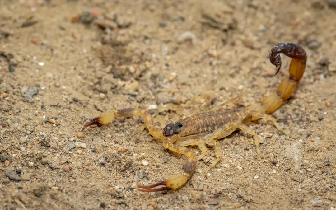6 Motivos para você contratar uma dedetização de escorpião em Guarulhos