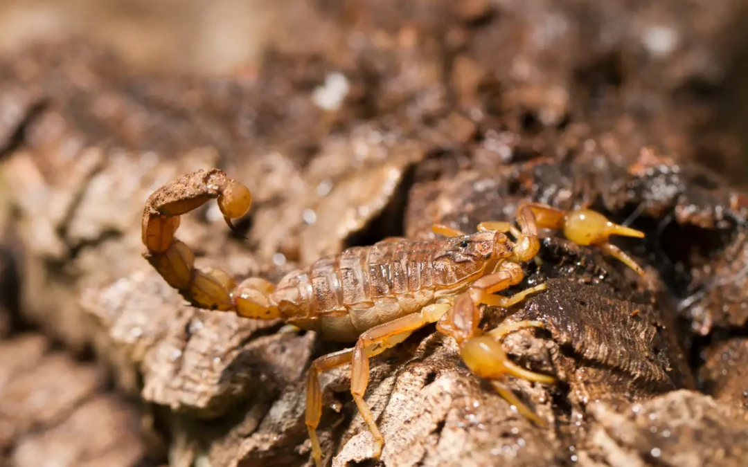 Não faça a Dedetização de Escorpião sozinho!