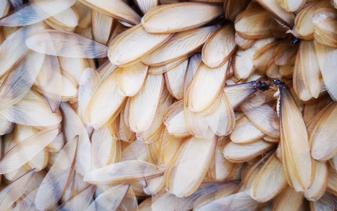 O que são os siriris que rodeiam as luzes no final da tarde