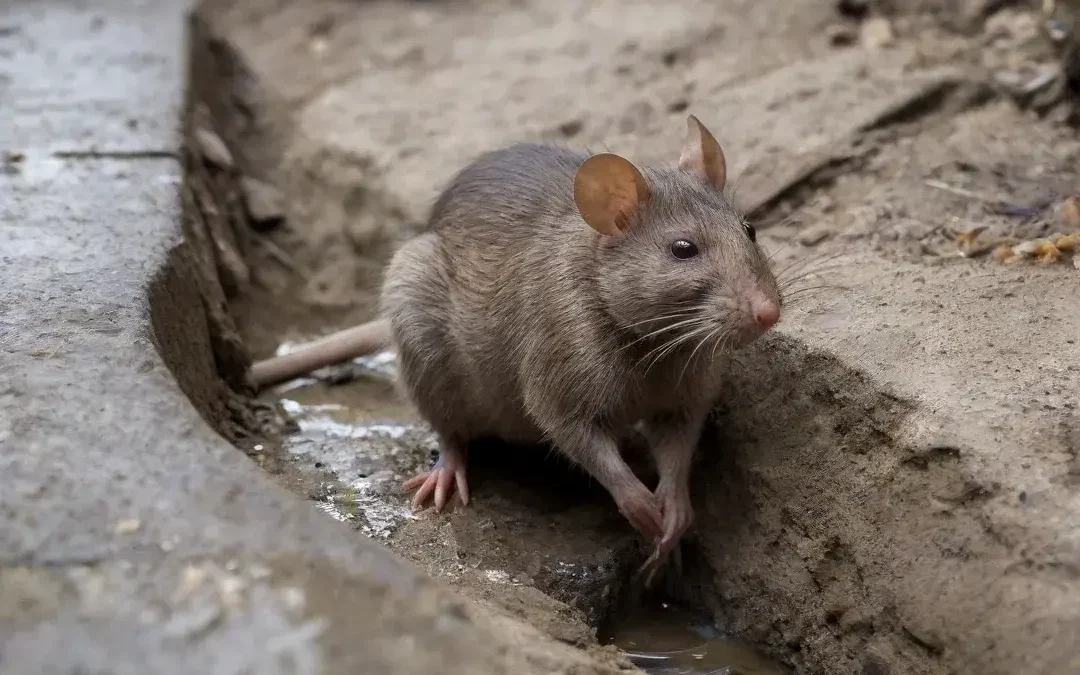 Dedetizadora em Caieiras: Soluções Profissionais de Controle de Pragas Urbanas e Industriais