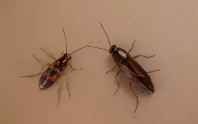 Desinsetização de Baratas: Como Proteger Sua Casa e Evitar Infestações