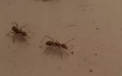 Desinsetização Preventiva: O Segredo para Manter Baratas e Formigas Longe do Seu Ambiente