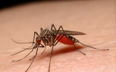 Mosquitos e Moscas: Por Que a Desinsetização é Essencial para Sua Saúde e Bem-Estar