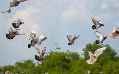 Falcoaria e Captura: Métodos Modernos e Sustentáveis no Controle de Pombos