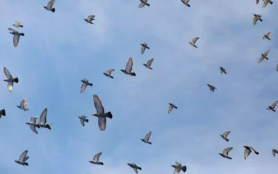 Manejo de Pombos: Soluções Eficazes para Proteger Seu Espaço com Segurança