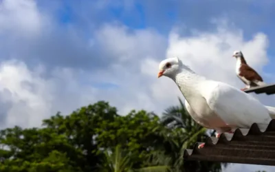Manejo do Ambiente: Prevenção e Sustentabilidade no Controle de Pombos