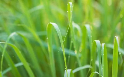 Capina Química: Uma Estratégia Essencial para Manutenção de Infraestruturas Corporativas