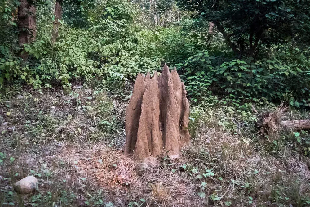 Antes e depois: veja como a Termitek eliminou uma colônia inteira de cupins em um galpão industrial