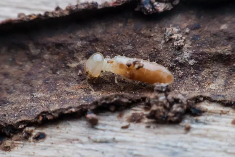 Cupinicida Extermina: o que você precisa saber antes de aplicar por conta própria