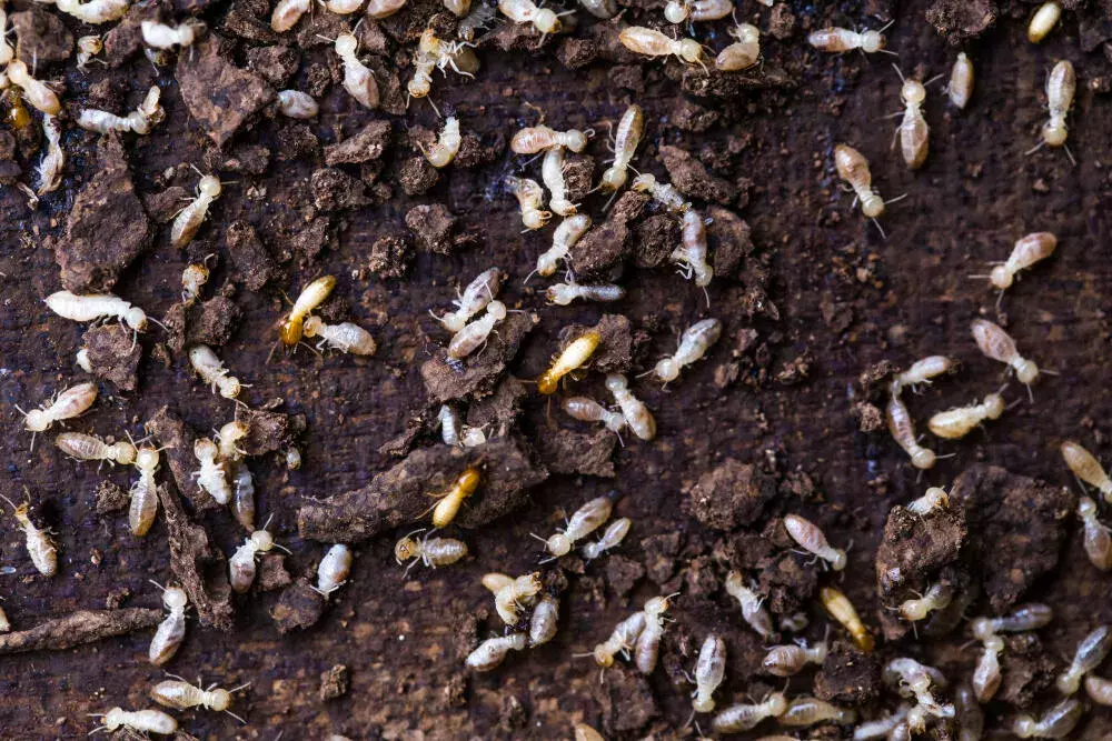 Descupinização Convencional: Quando a Intervenção Tradicional é a Melhor Escolha